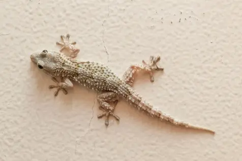 lézards déreptilisation