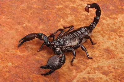 scorpion déreptilisation