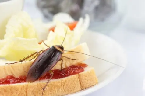 insecte cafard sur le pain