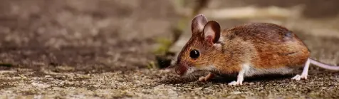 rat dératisation