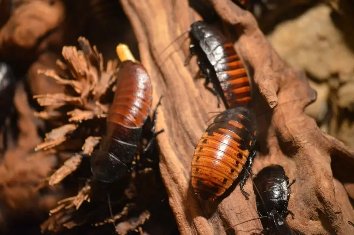 insectes petits cafards