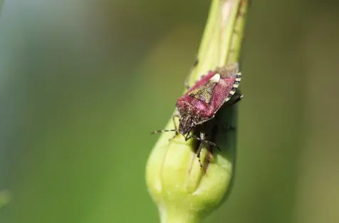 insecte punaise de lit