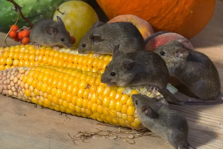 les rats plusieurs rats