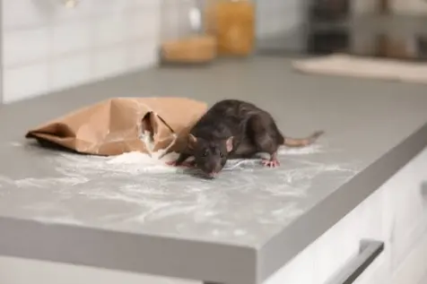 un rat rat qui mange la farine