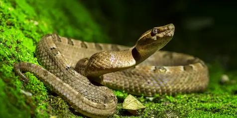 serpent déreptilisation